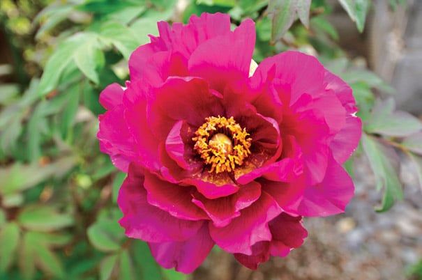 Itoh Peony Paeonia &#39;PInk Ardour&#39; Raspberry-pink