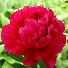 Perennial Peony Paeonia lactiflora &#39;Kansas&#39; Watermelon Red