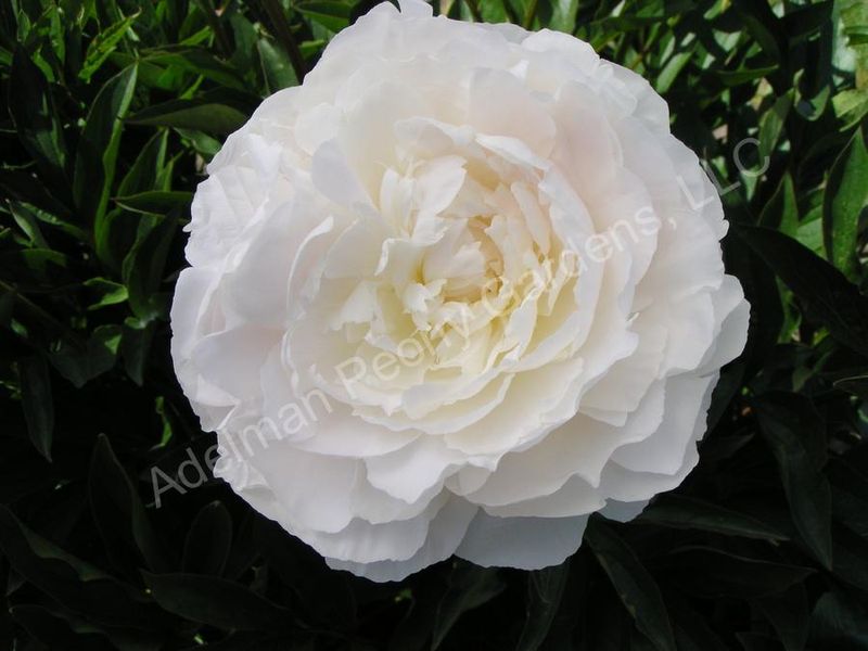 Perennial Peony Paeonia lactiflora &#39;Lilian Wild&#39; Pure White