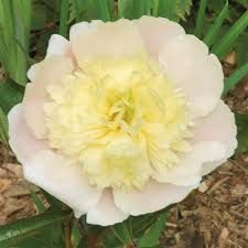 Perennial Peony Paeonia lactiflora &#39;Primavere&#39; Creamy White-Yellow