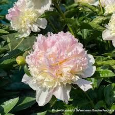 Perennial Peony Paeonia lactiflora &#39;Raspberry Sundae&#39; Creamy raspberry blush