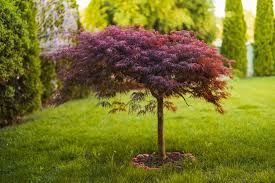 Acer Tamukeyama (Tamukeyama Red Japanese Maple)