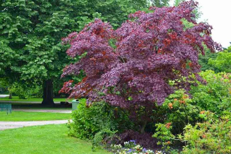 Acer Platanoides ‘Crimson King’ (Norway Maple)