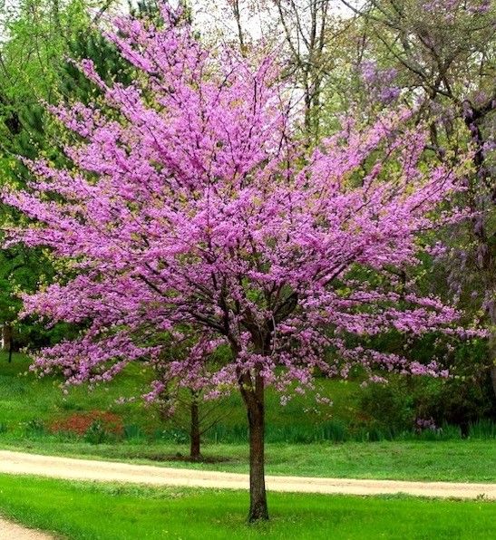 Cercis Canadensis (Eastern Redbud)