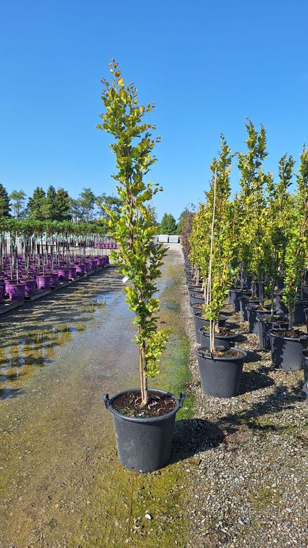 Fagus Syvatica (European Beech)  Green