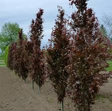 Fagus Sylvatica ’Dawyck Purple’