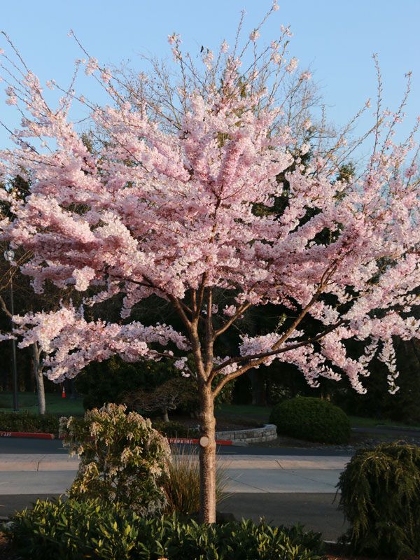 Prunus Yedoensis &#39;Akebono&#39; (Yoshino Cherry) Soft Pink
