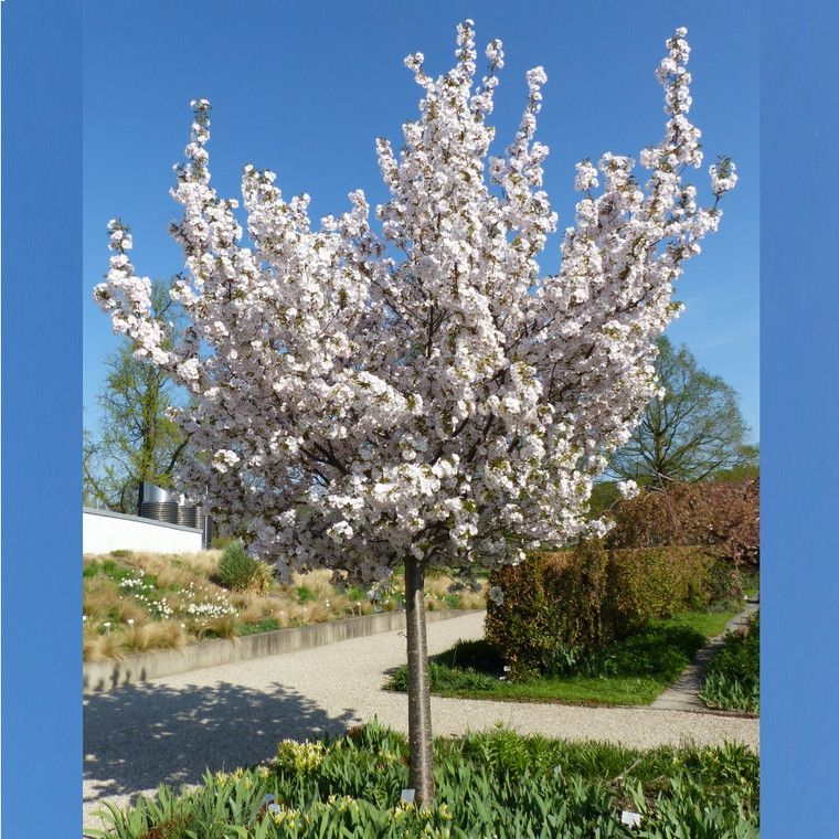 Prunus serrulata ‘Mount Fuji’ (Mount Fuji Japanese Flowering Cherry)