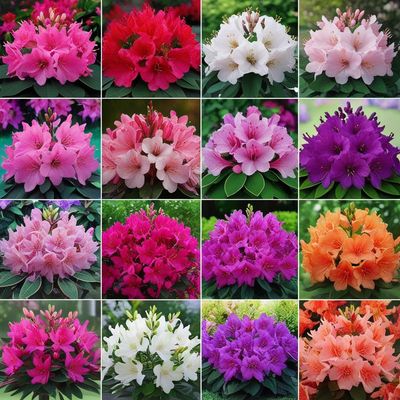 Azalea