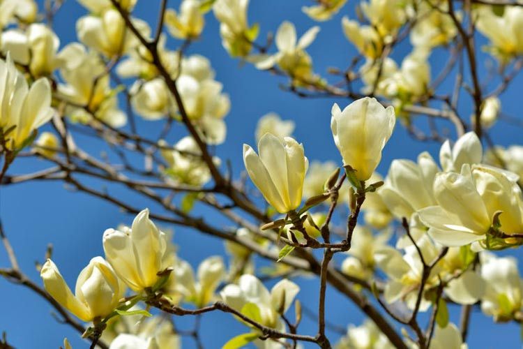 Magnolia ‘Yellow Bird’ Yellow