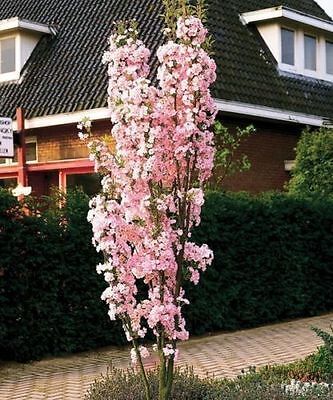 Prunus ‘Amanogawa’ (Japanese Flowering Cherry)