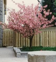 Prunus Kwanzan (Pink Flowering Cherry)