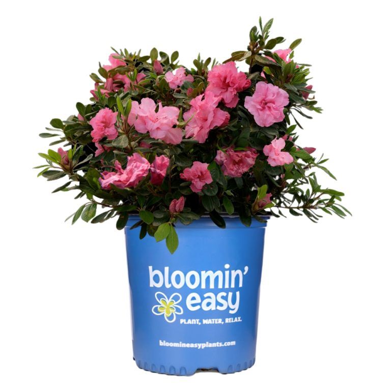 Azalea Ever After Pink