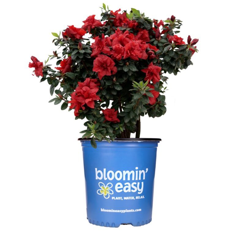 Azalea Ever Ruby