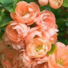 Japanese Quince Chaenomeles ‘Cameo’