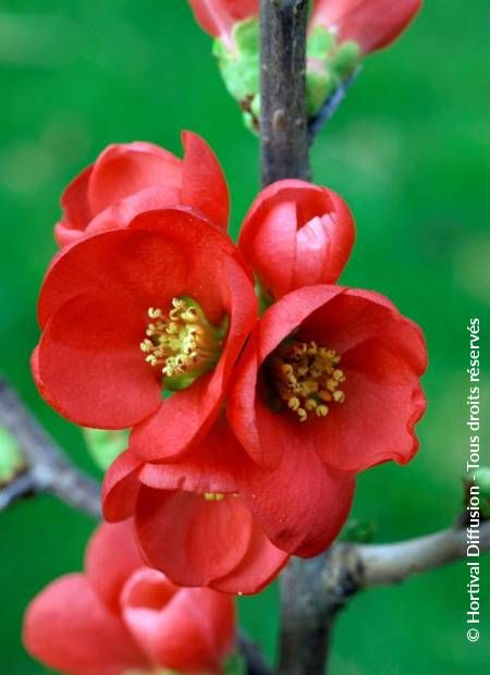 Japanese Quince Chaenomeles ‘Rubra’