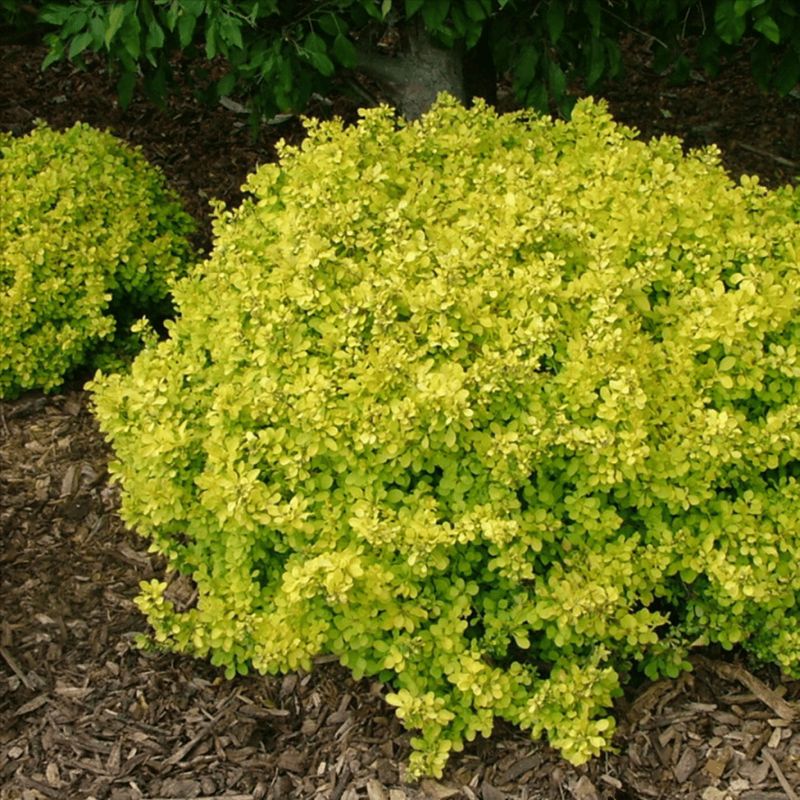 Barberies ‘Aurea Nana’