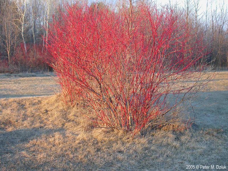 Cornus sericea (Red Osier Dogwood)