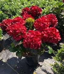 Hydrangea Shrub  macrophylla &#39;Cherry go Round&#39; Blooming Easy