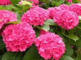 Hydrangea Shrub  macrophylla. &#39;Masja