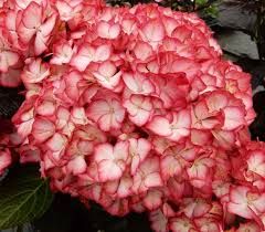 Hydrangea Shrub macrophylla Kimono Blooming Easy