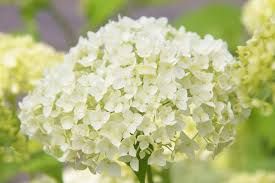 Hydrangea Shrub  arborescens &#39;Annabelle&#39; Smooth hydrangea