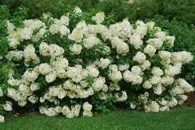 Hydrangea Shrub  paniculata ‘Bobo’ Proven Winner