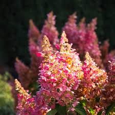 Hydrangea Shrub  paniculata  &#39;Flare&#39; Blooming easy