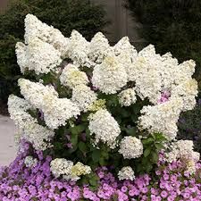 Hydrangea Shrub  paniculata &#39;Bombshell&#39;