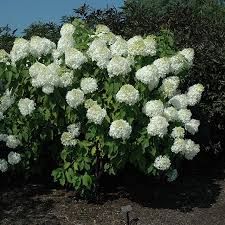 Hydrangea Shrub  paniculata  &#39;Phantom&#39;