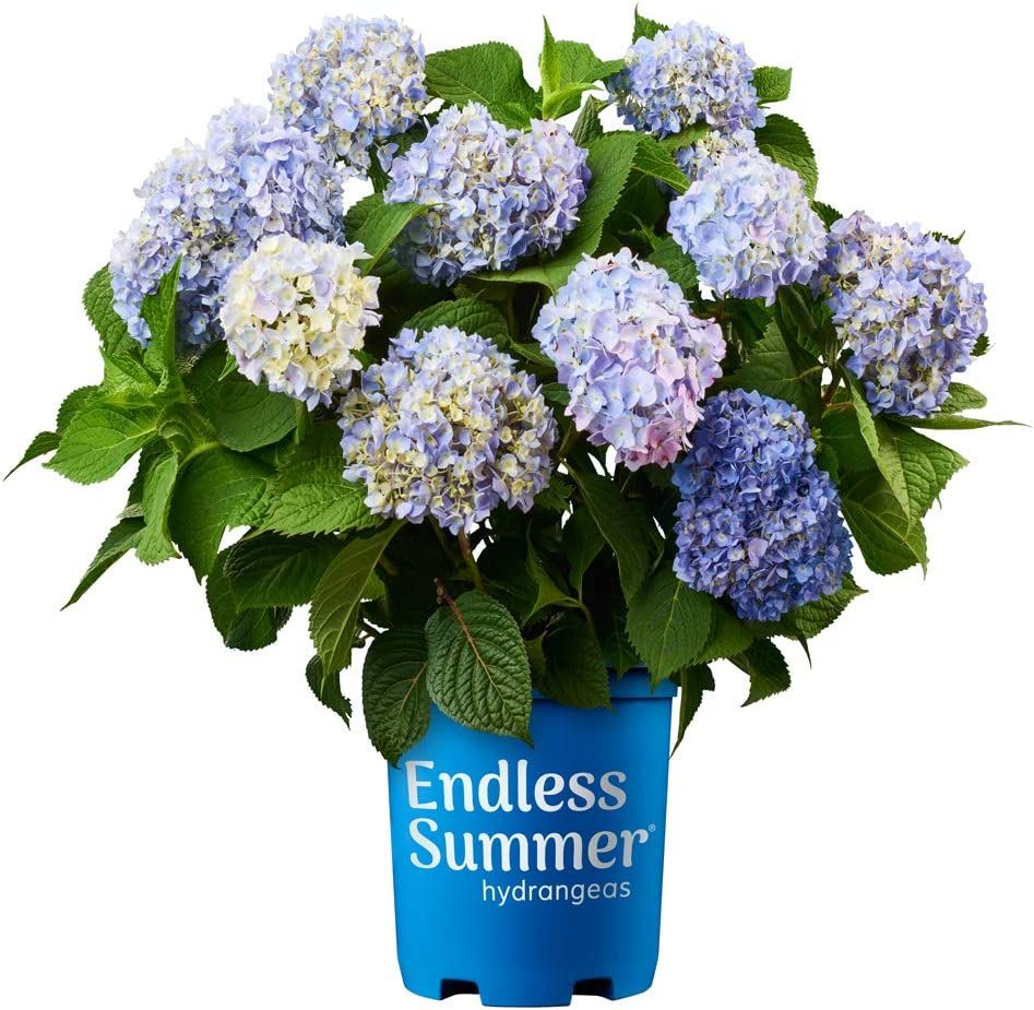 Hydrangea Shrub  Endless Summer Proven Winner (Blue)