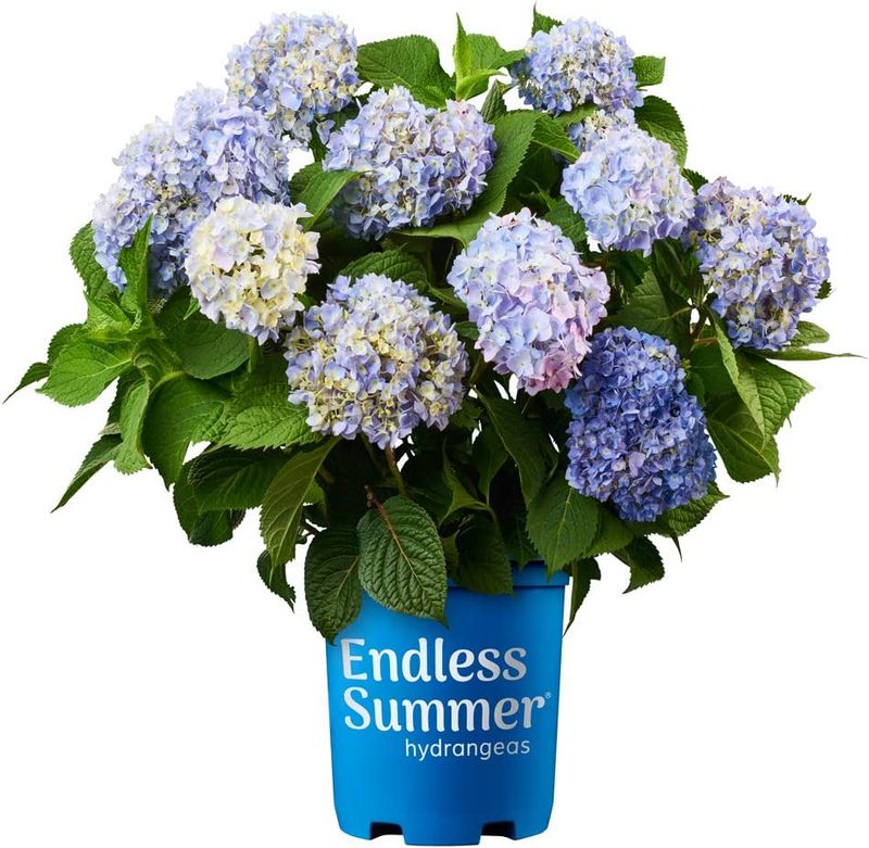 Hydrangea Shrub  Endless Summer Proven Winner (Blue)