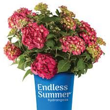 ​Hydrangea Shrub Endless Summer Proven Winner (Summer Crush)​