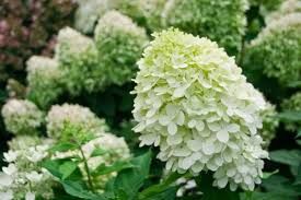 Hydrangea Shrub  paniculata  &#39;Little Lime&#39; proven winner