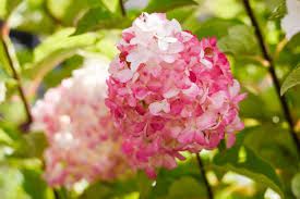 Hydrangea Shrub  paniculata  &#39;Vanilla Strawberry&#39;