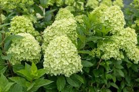 Hydrangea Shrub  paniculata  &#39;Limelight&#39; Proven Winner