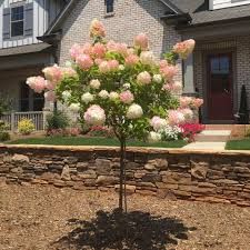 Flowering Shrub Standards Hydrangea Panicle ‘Vanilla Strawberry’