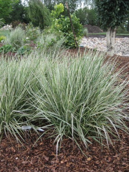 Calamagrostis ‘Overdam’ Variegated Reed Grass striped