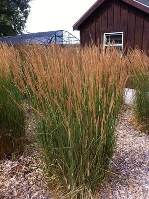 Calamagrostis Acutiflora ‘Karl Foerster’ Feather Reed Grass reddish/brown