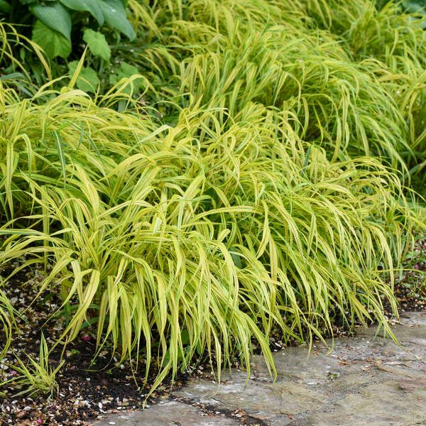 Hakonechloa marca ‘Aureola’ Variegated Japanese  Forest Grass green/yellow