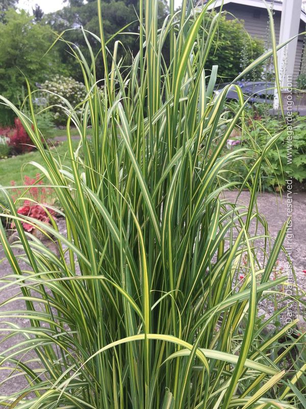 Calamagrostis Acutiflora  ‘Eldorado’ Feather Reed Grass green/yellow