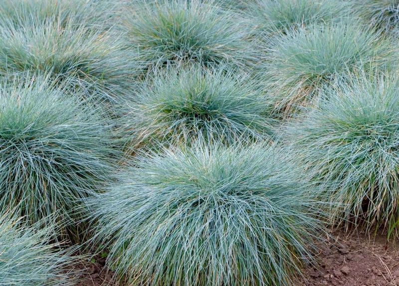 Festuca glauca ‘Elijah blue’ Elijah Blue Fescue blue
