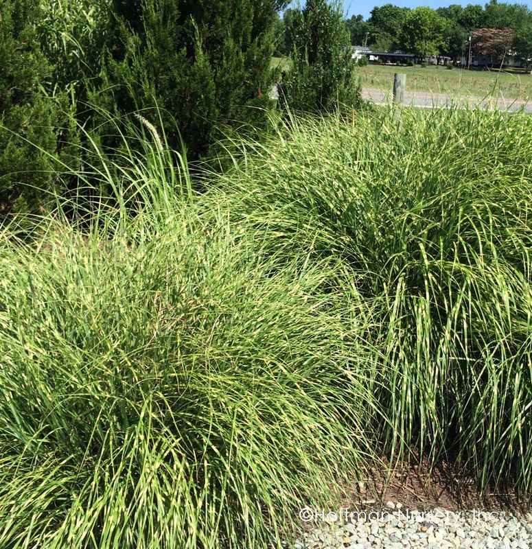 Miscanthus sinensis ‘Gracillimus’ Gracillimus Maiden Grass Green
