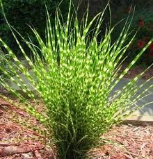 Miscanthus sinensis ‘Zebrinus’ Zebra Grass striped