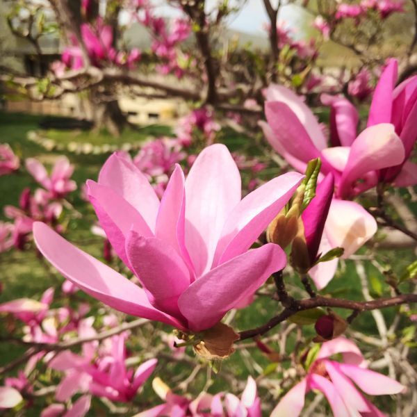 Magnolia ‘Betty’ Reddish-Purple