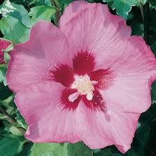 Rose of Sharon Hibiscus ‘Lucy’