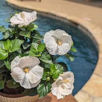 Rose of Sharon Hibiscus syriacus ‘Showtime Carpa’