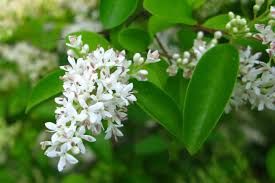 Amur Privet Ligustrum Amurense