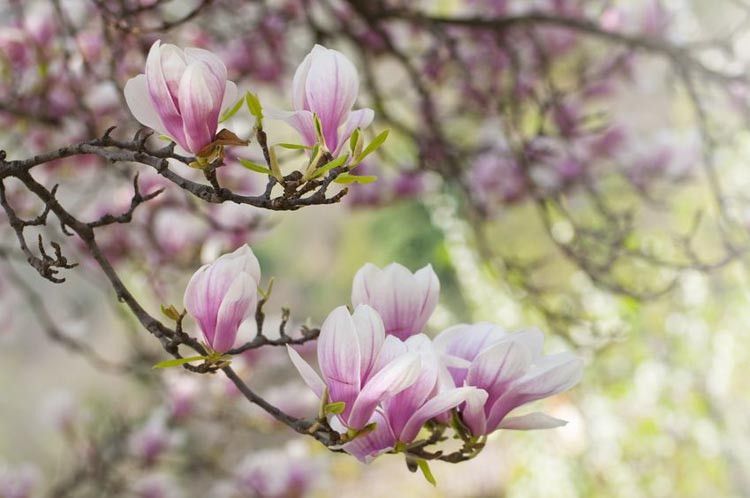 Magnolia &#39;Soulangeana&#39; White/Pink