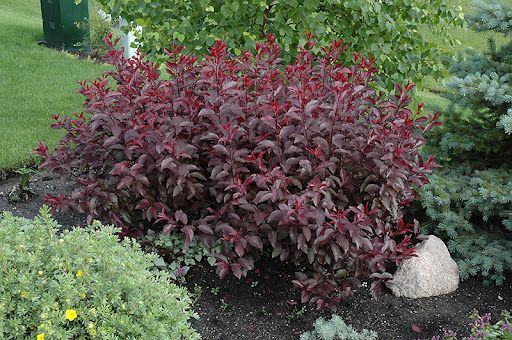 Purple Sandcherry Prunus Cistena